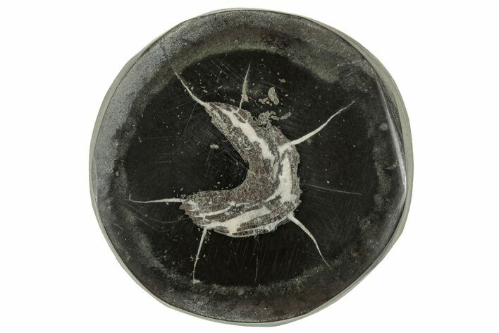 Polished Fish Coprolite (Fossil Poo) Nodule Half - Scotland #314928